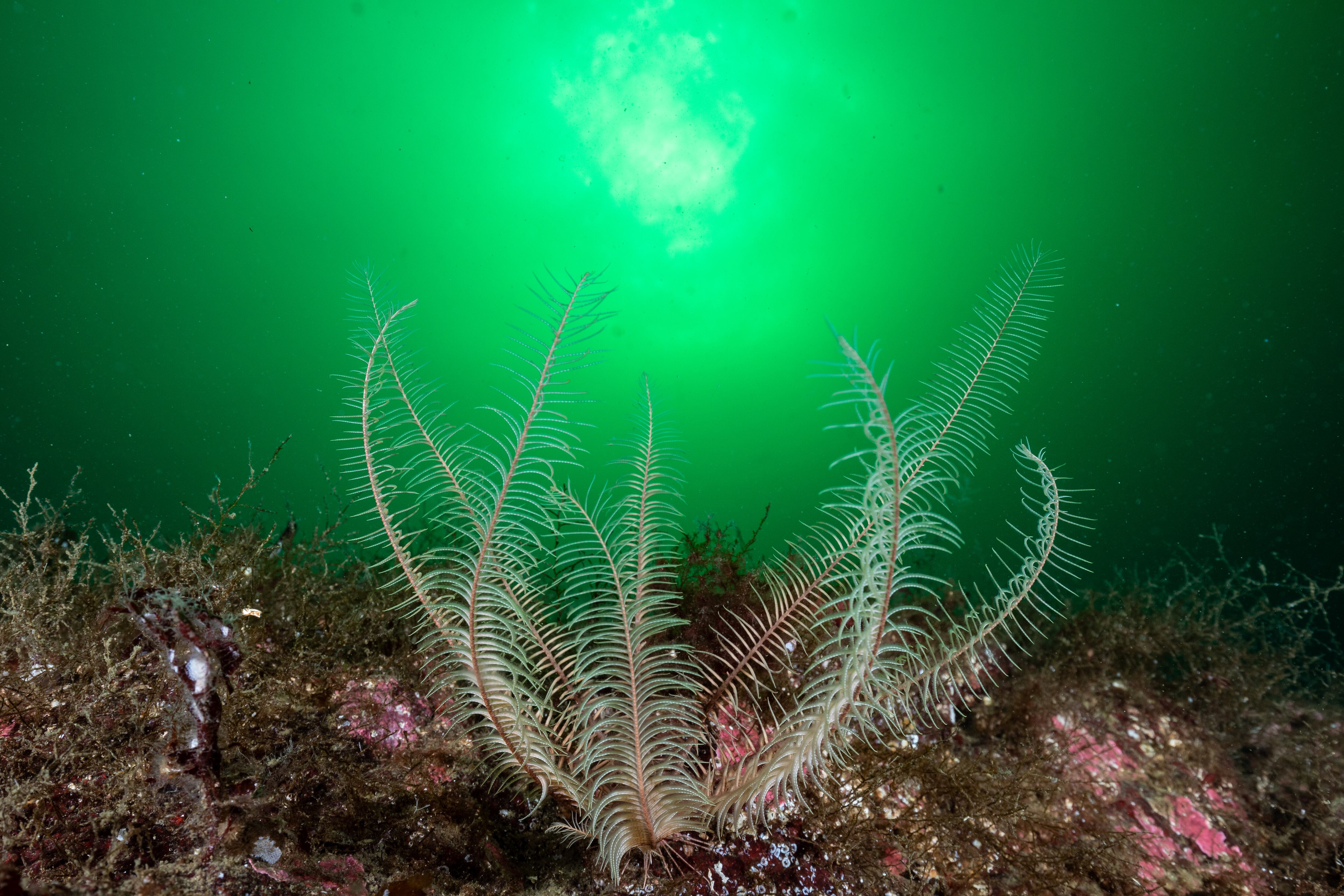 Es una animal que se ha venido adaptando a los cambios de temperatura de los océanos desde hace más de 490 millones de años.