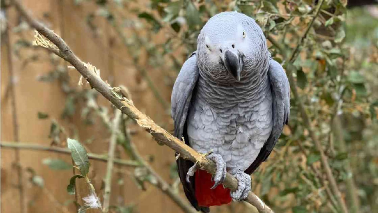 Loros grises africanos adoptados por el zoológico Lincolnshire Wildlife Park debieron ser retirados del lugar por maltratar a los visitantes con insultos. Foto: Lincolnshire Wildlife Park