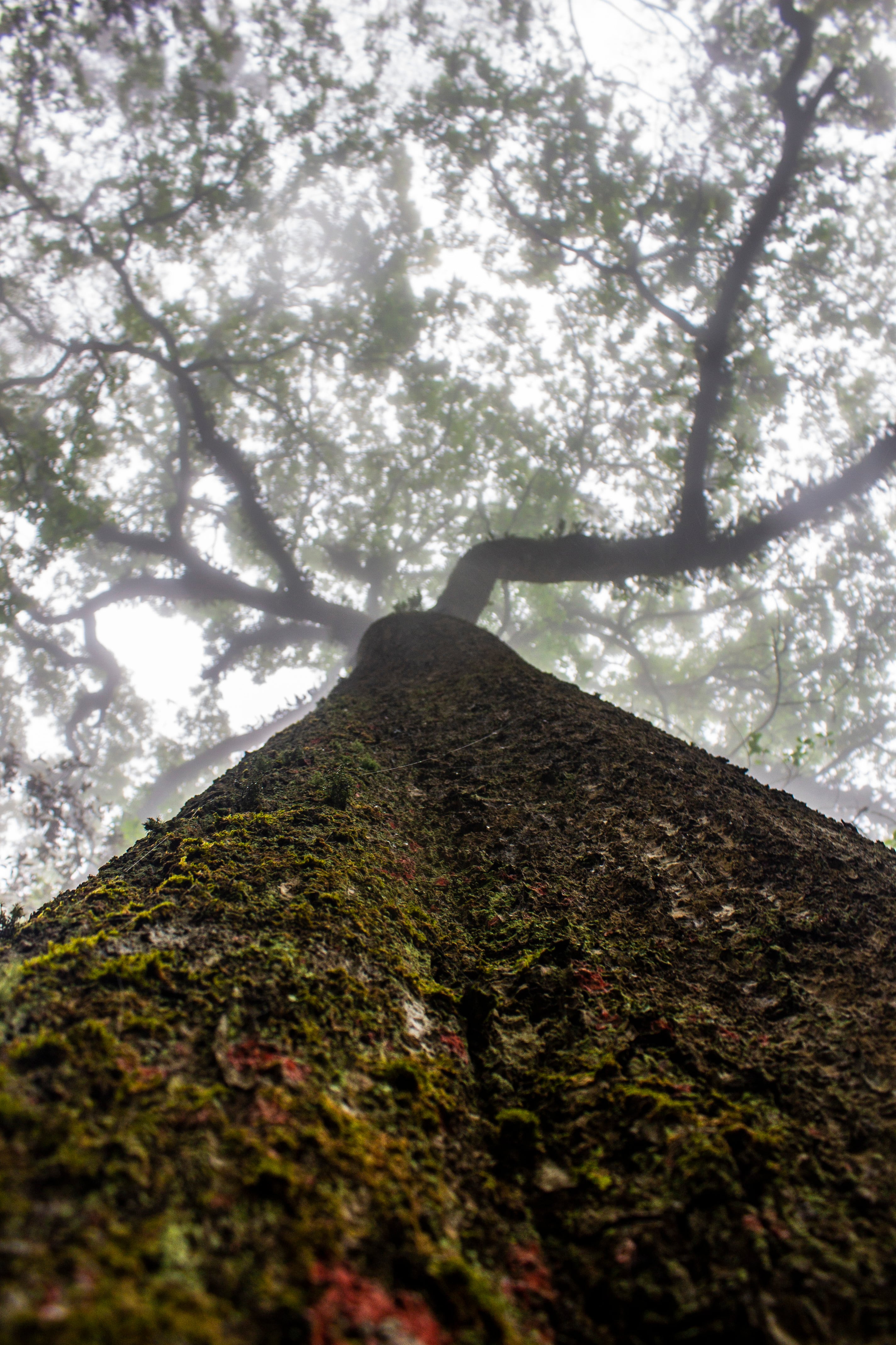 Los productos forestales no maderables, es decir frutos, semillas, flores, raíces, ramas, fibras, gomas, resinas, aceites y hongos, permiten desarrollar economía e innovación desde los territorios, promover bienestar y oportunidades para las comunidades, y combatir la deforestación.