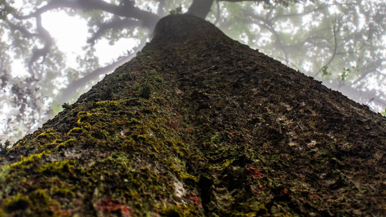 Los productos forestales no maderables, es decir frutos, semillas, flores, raíces, ramas, fibras, gomas, resinas, aceites y hongos, permiten desarrollar economía e innovación desde los territorios, promover bienestar y oportunidades para las comunidades, y combatir la deforestación.
