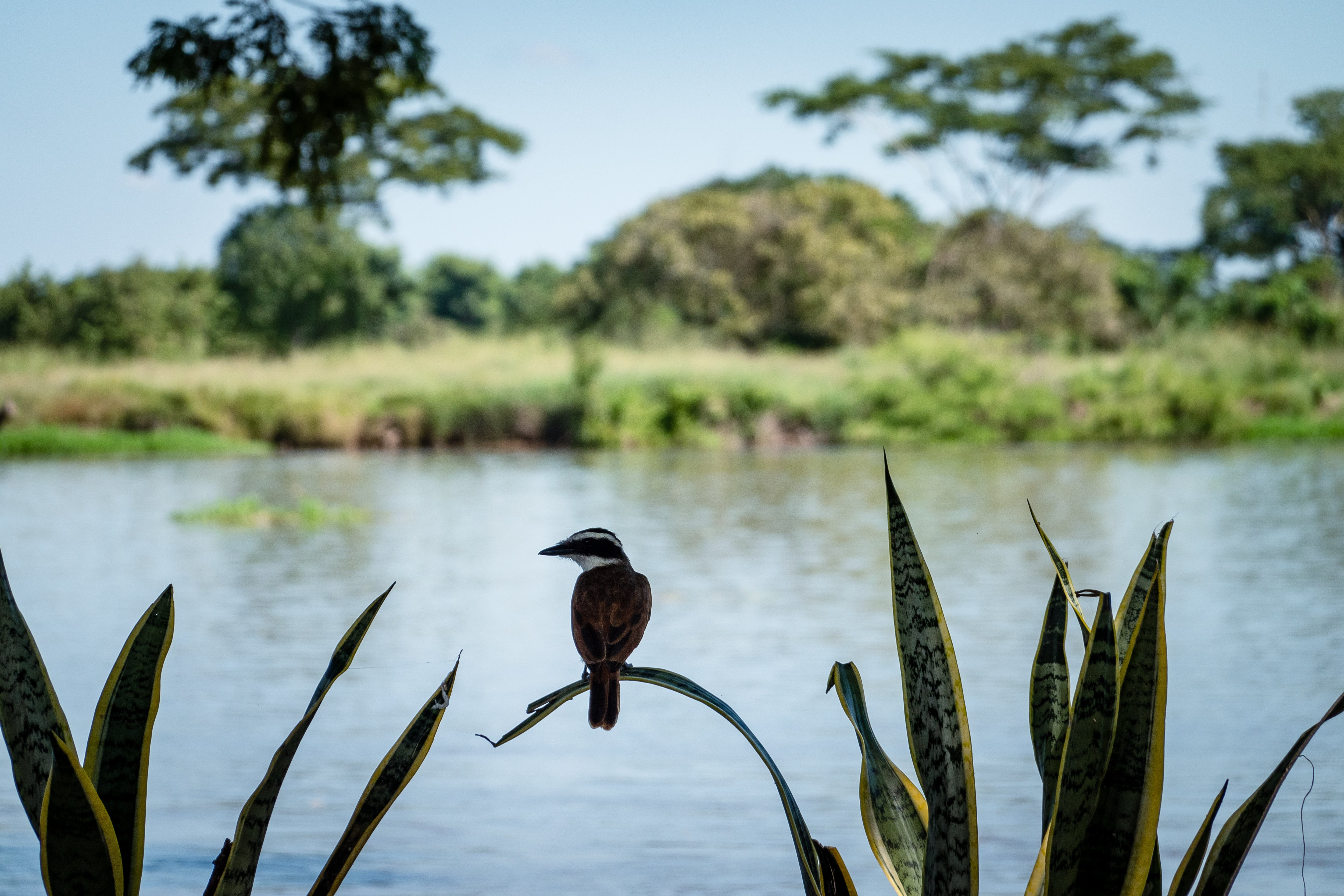 Biodiversidad