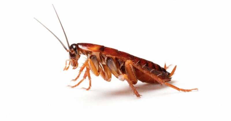 Estos animales alcanzan a poner cerca de 50 huevos por lo que controlar la plaga y las condiciones para su reproducción es clave. 