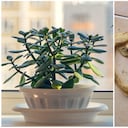 La cáscara de papa potencia el florecimiento del árbol de jade.