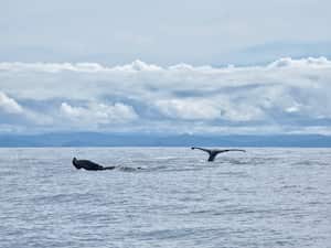 Dos colas de ballena en el Océano Pacífico cerca de Nuquí. - Fotografía de stock