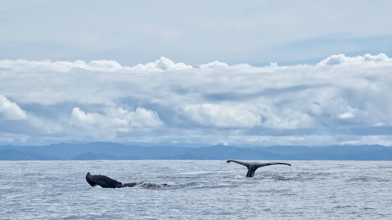 Los mejores lugares y planes en Colombia para hacer avistamiento de ballenas este 2024
