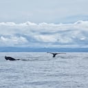 Dos colas de ballena en el Océano Pacífico cerca de Nuquí. - Fotografía de stock
