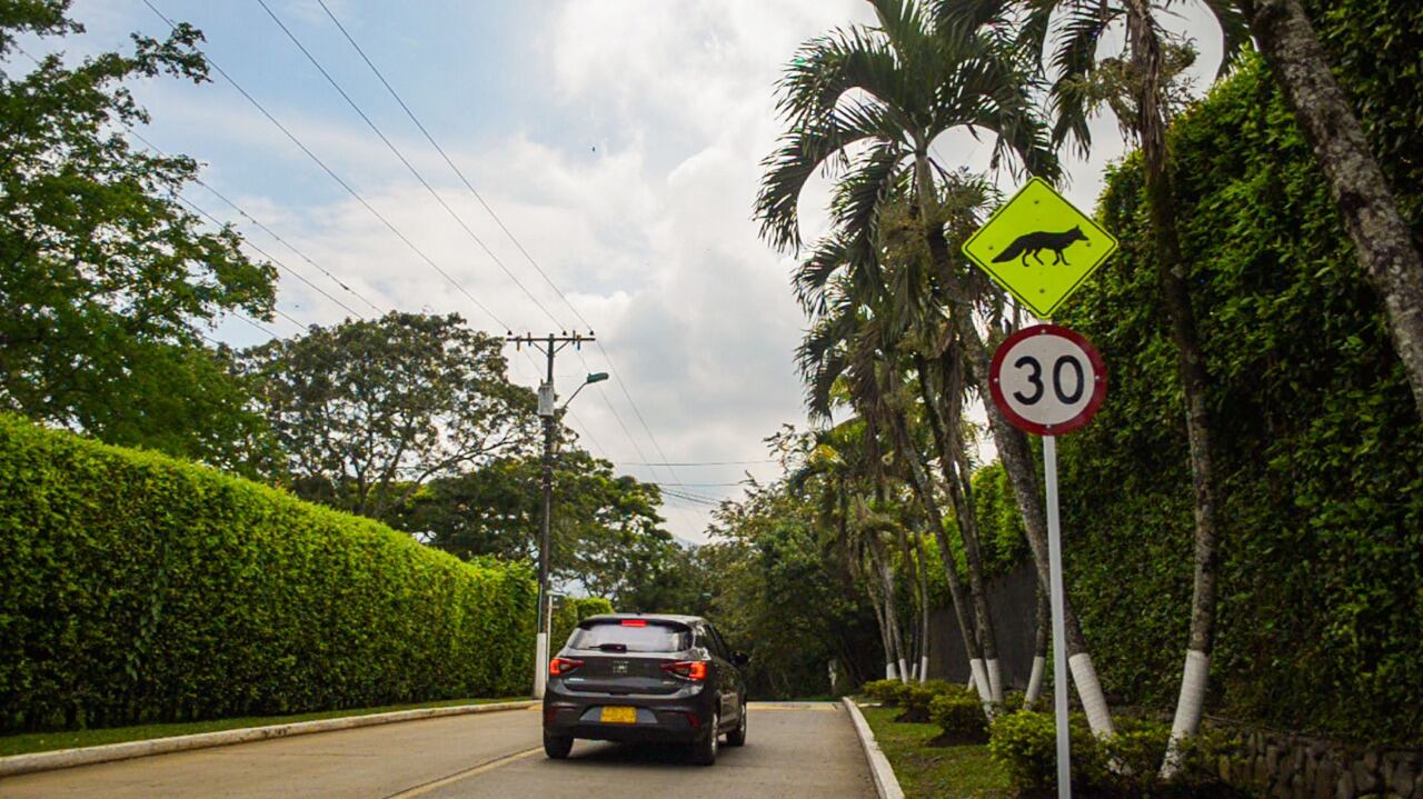 El concejal Terry Hurtado, resalta que para evitar que en las vías de la capital del Valle sigan muriendo zorros, guatines, zarigüeyas, iguanas, entre otras especies que habitan la ciudad, no es suficiente la mera instalación de señalética, sino contar con campañas de sensibilización.