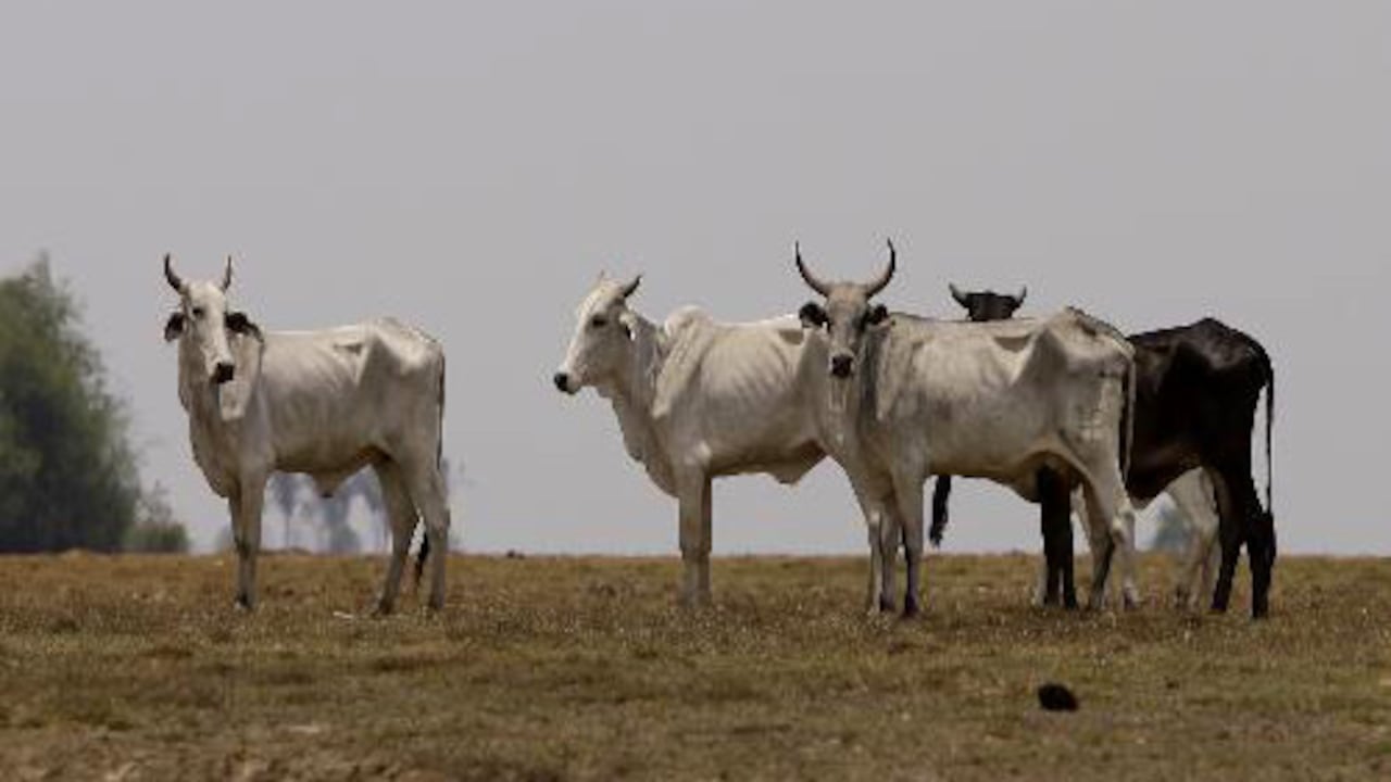 La ganadería ocupa el 80,3% del suelo dedicado a la producción en Colombia.