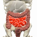 ¿Cómo tener una buena digestión y un tránsito intestinal adecuado?