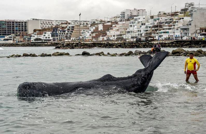 Un policía de rescate permanece junto a un cachalote de cinco metros de largo, varado en la playa de San Bartolo, en Lima, el 20 de agosto de 2019. Los surfistas y los policías salvaron el martes a una ballena herida que permaneció varada algunas horas en una playa en el sur de la ciudad. (Foto por Ernesto BENAVIDES / AFP)