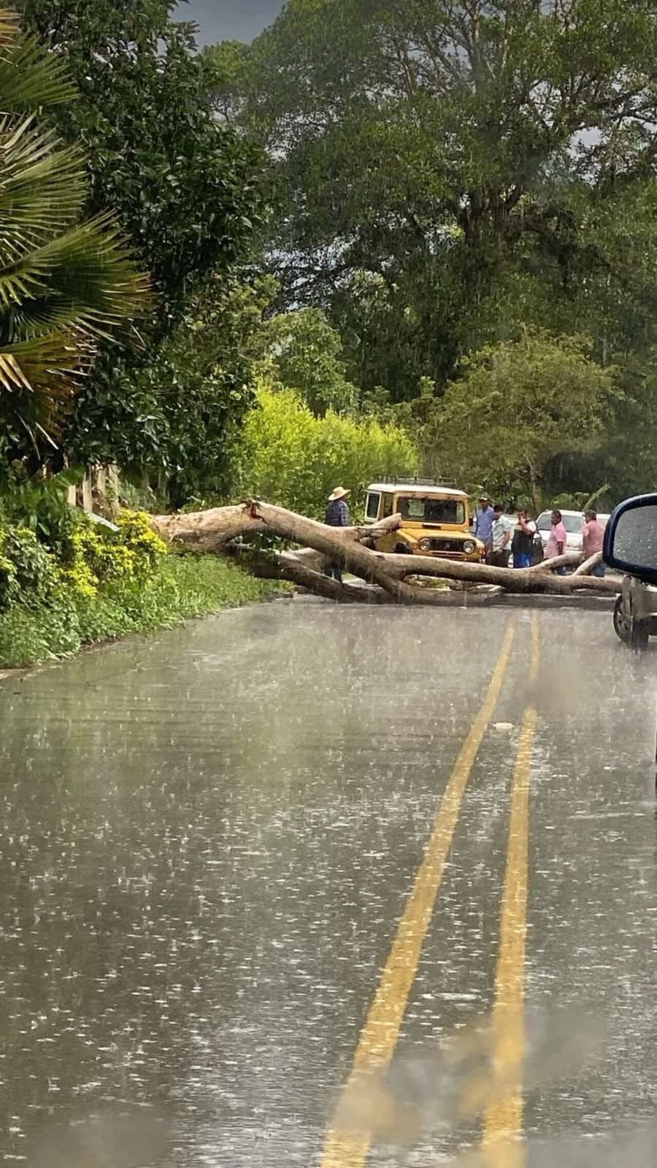 Árboles caídos, deslizamientos y daños en viviendas dejan las fuertes lluvias en Bucaramanga y otros municipios de Santander.
