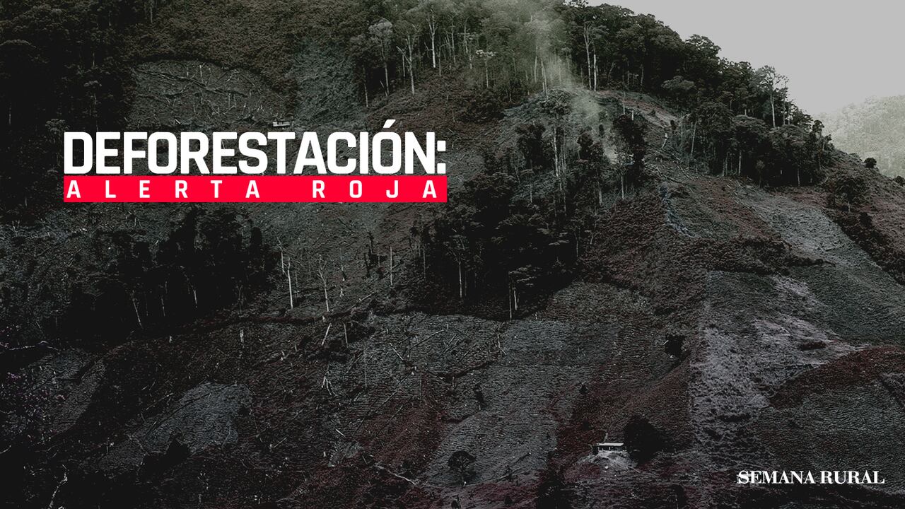 Más de 31 especies animales están en peligro de extinción por la destrucción de los ecosistemas.