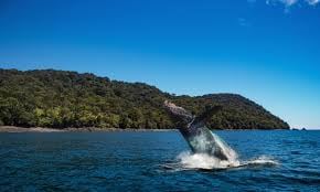 Parque Nacional  Natural Isla Gorgona