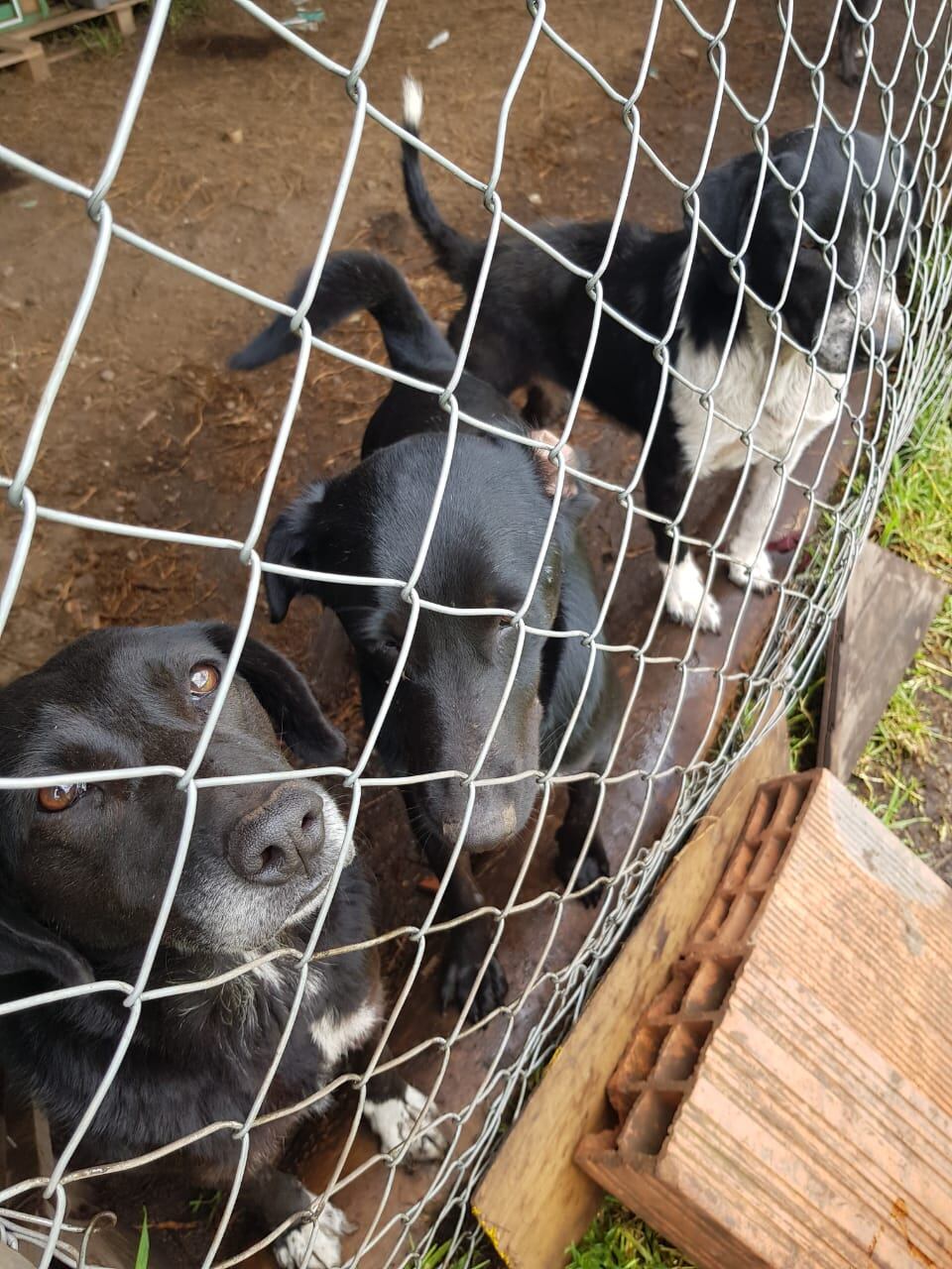 fundación Rufo Salvando Vidas