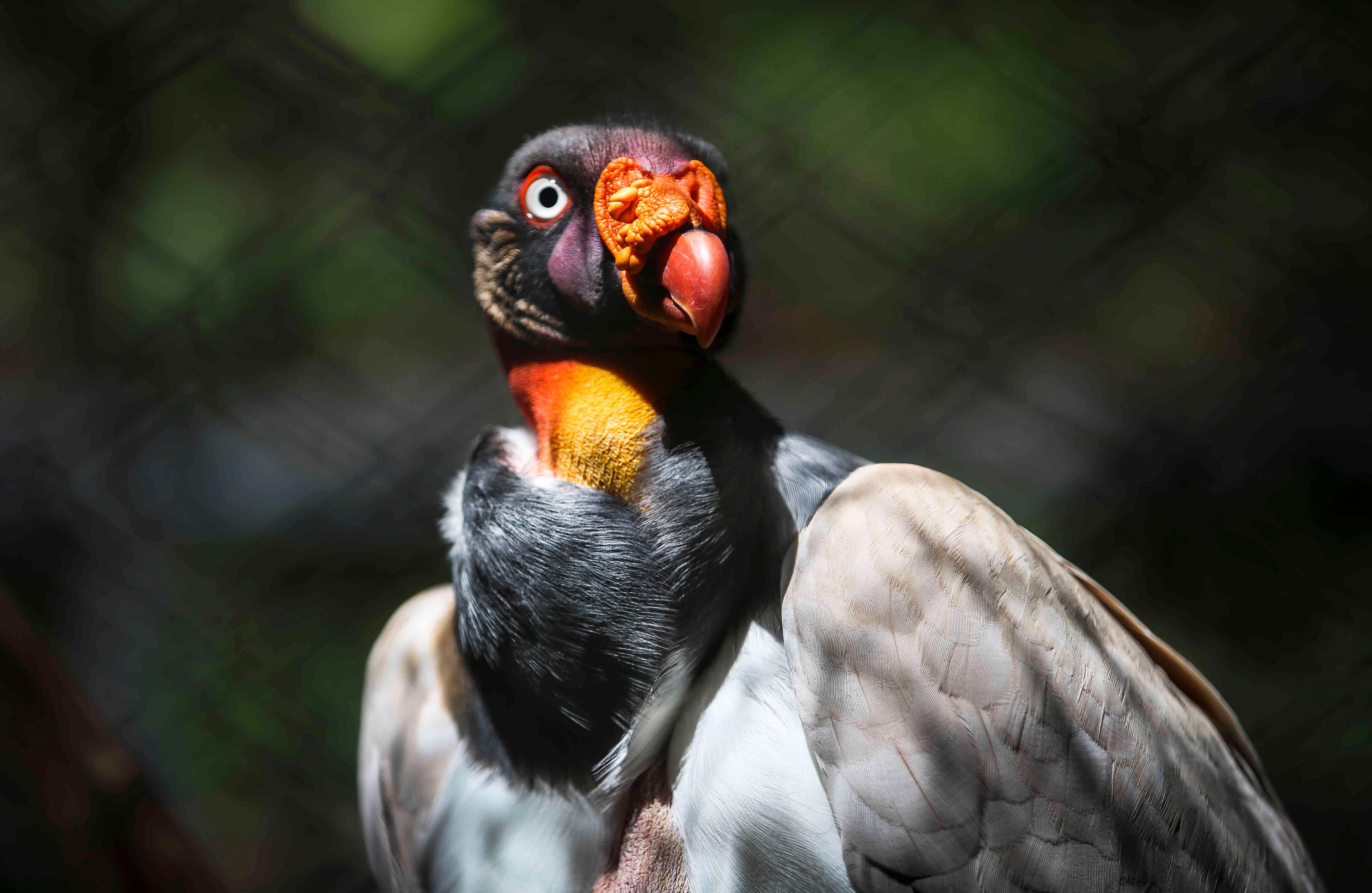 El cuervo real o “rey de los gallinazos” es una de las especies que alberga el bioparque Los Ocarros, un encuentro con la fauna y flora de la Orinoquía colombiana a solo 3 kilómetros de Villavicencio, en la vía Restrepo.  Foto: Esteban Vega La-Rotta