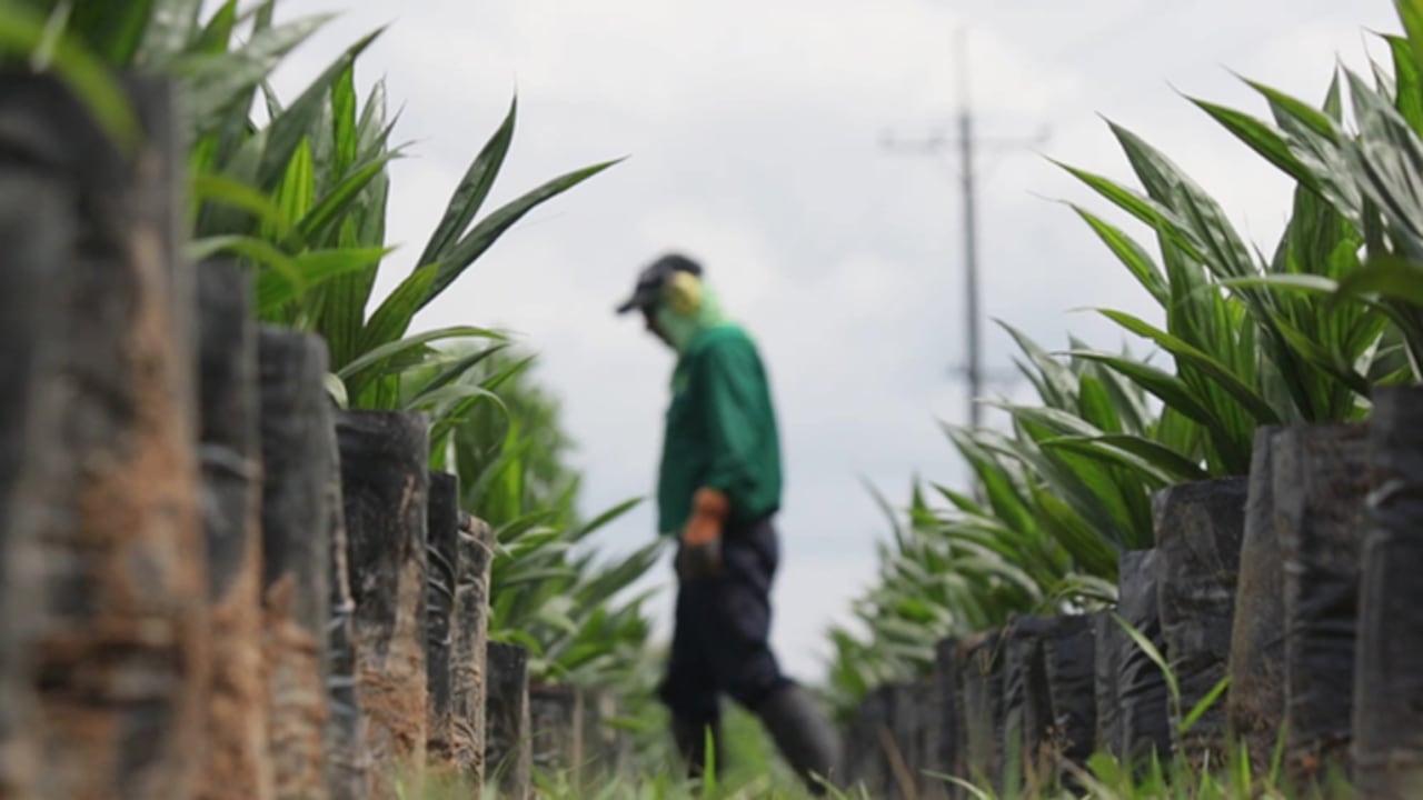 La palma de aceite es hoy un renglón grande e importante de la economía de Norte de Santander.