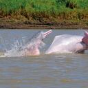 Pareja de toninas (Inia geoffrensis) en el río Meta, Colombia - En los Llanos Orientales de Colombia, los delfines rosados son más conocidos como toninas. Foto: Fernando Trujillo - Fundación Omacha