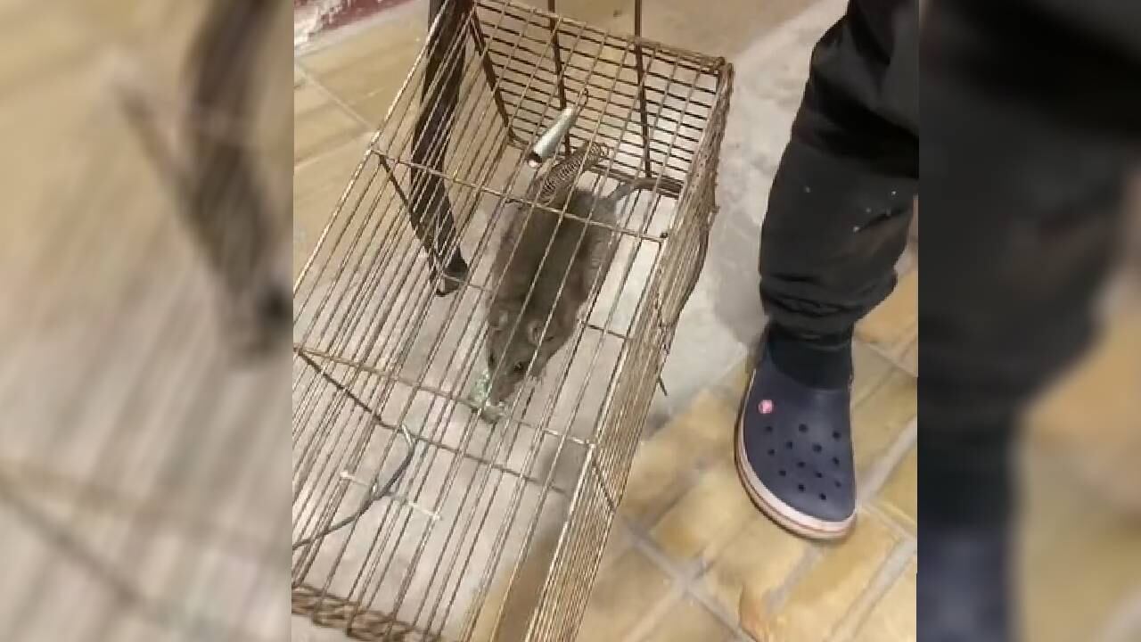 La joven le puso 'gus gus' de nombre a la rata.