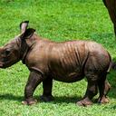 Una cría de rinoceronte blanco pasea con su madre por la pradera africana, en el Zoológico Nacional de Cuba en La Habana, el 23 de junio de 2022. - Ale, nació el pasado 9 de junio y pesaba unos 80 kilos. El rinoceronte blanco es una especie gravemente amenazada por la caza furtiva en África. (Foto de YAMIL LAGE / AFP)