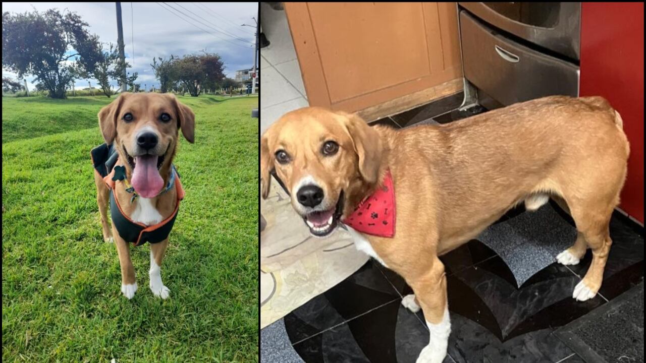 Él es ´Cinco´, un perrito beagle que está perdido en Bogotá