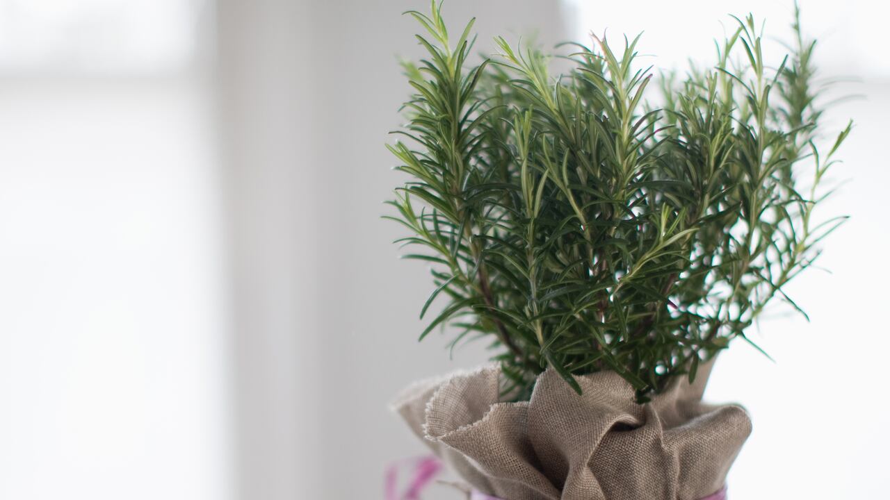 Planta de romero, una especie sencilla de cuidar.
