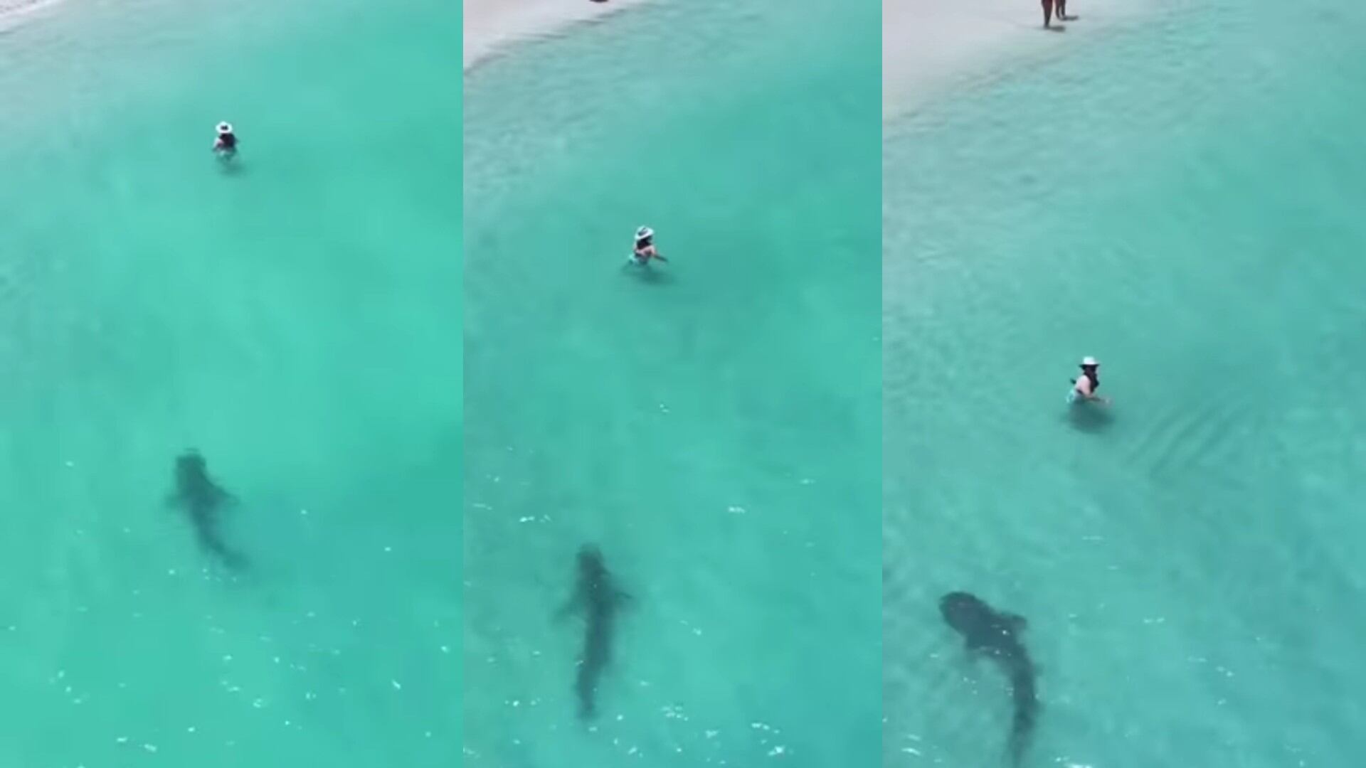 El animal estuvo a dos metros de la bañista, que solo optó por quedarse quieta cuando se dio cuenta de la presencia del tiburón.