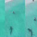 El animal estuvo a dos metros de la bañista, que solo optó por quedarse quieta cuando se dio cuenta de la presencia del tiburón.