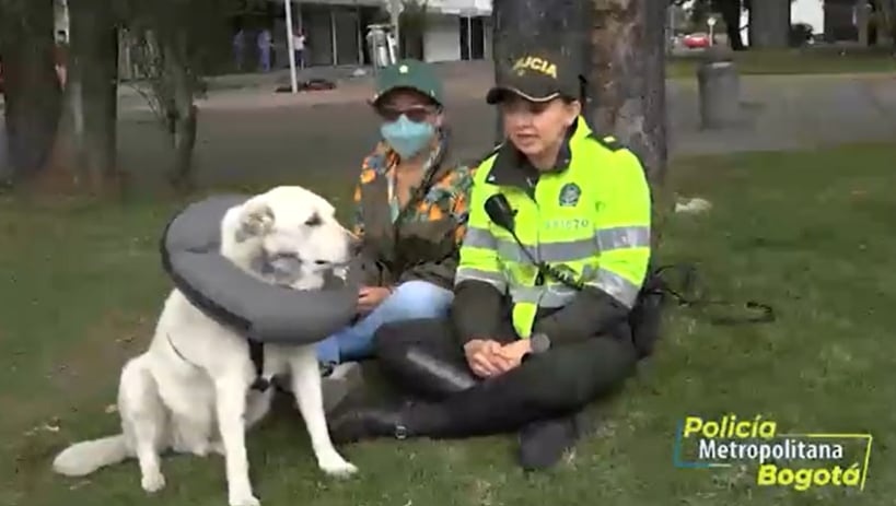 La historia de Polo, el perro “dueño” de un CAI en Bogotá. Un perrito criollo es el integrante más antiguo del CAI Polo en el norte de Bogotá y ahora es el más querido del sector.