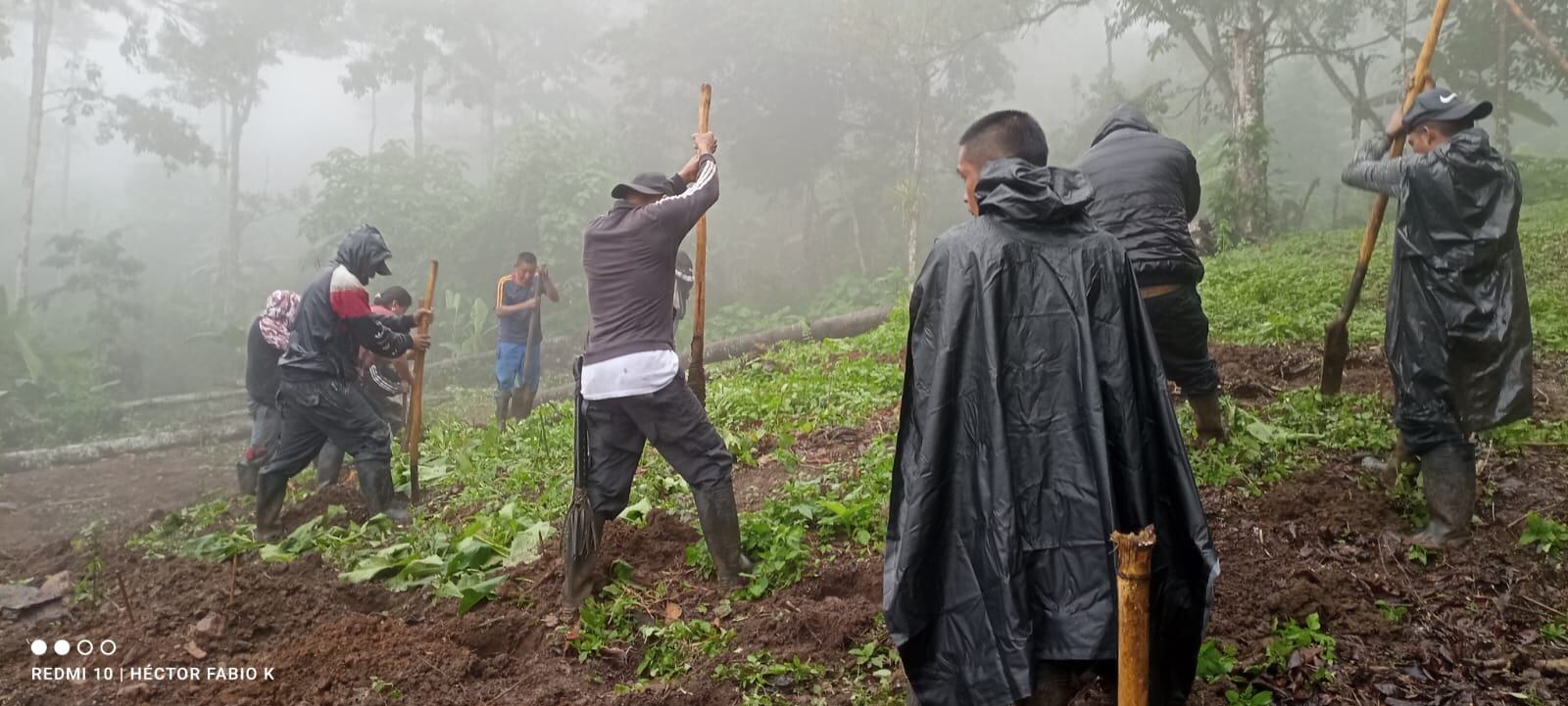 Campesinos de la vereda El Credo, Caloto, adelantan cultivos de marihuana para después emplearla en la elaboración de productos medicinales.