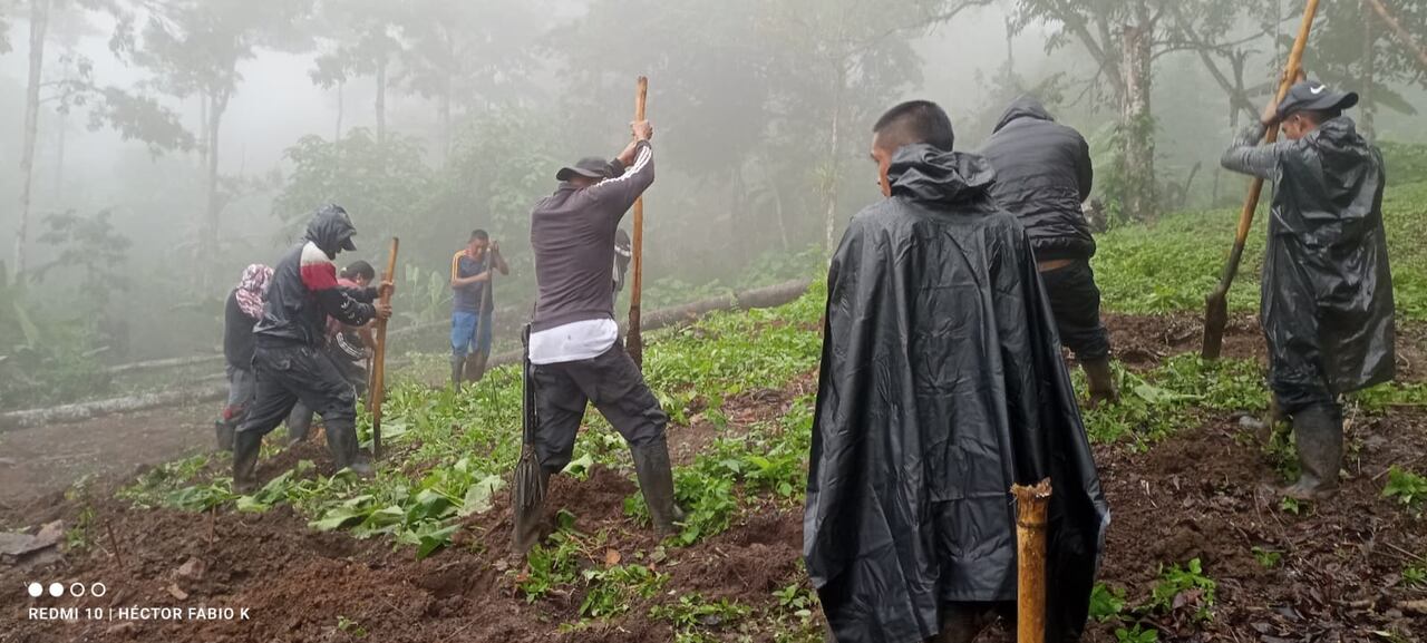 Campesinos de la vereda El Credo, Caloto, adelantan cultivos de marihuana para después emplearla en la elaboración de productos medicinales.