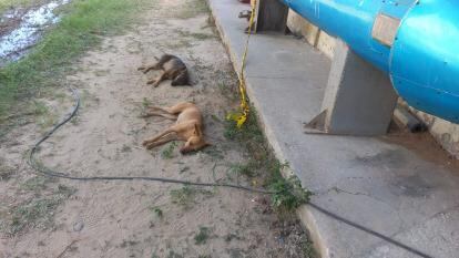 Varios perros fueron envenenados.