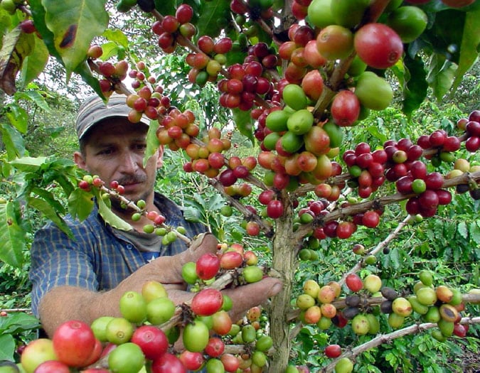 El precio del dólar afecta las exportaciones de café.