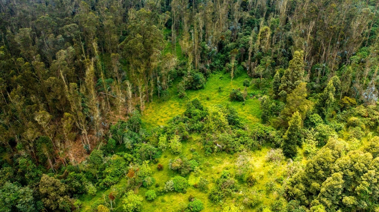 proyectos ambientales de Enel