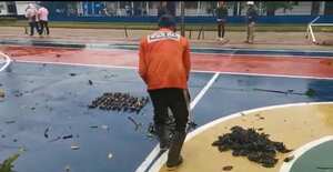 Loros y Golondrinas mueren en el Amazonas. Un fuerte vendaval provocó la caída de los árboles en los que habitaban estas aves.