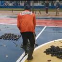 Loros y Golondrinas mueren en el Amazonas. Un fuerte vendaval provocó la caída de los árboles en los que habitaban estas aves.