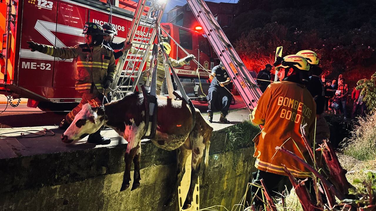 El Cuerpo de Bomberos tuvo que rescatar a una vaca que cayó a un canal de aguas residuales en Bogotá.