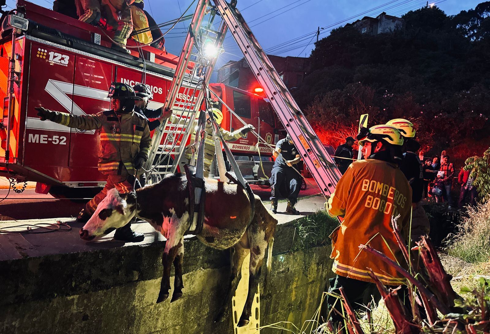 El Cuerpo de Bomberos tuvo que rescatar a una vaca que cayó a un canal de aguas residuales en Bogotá.