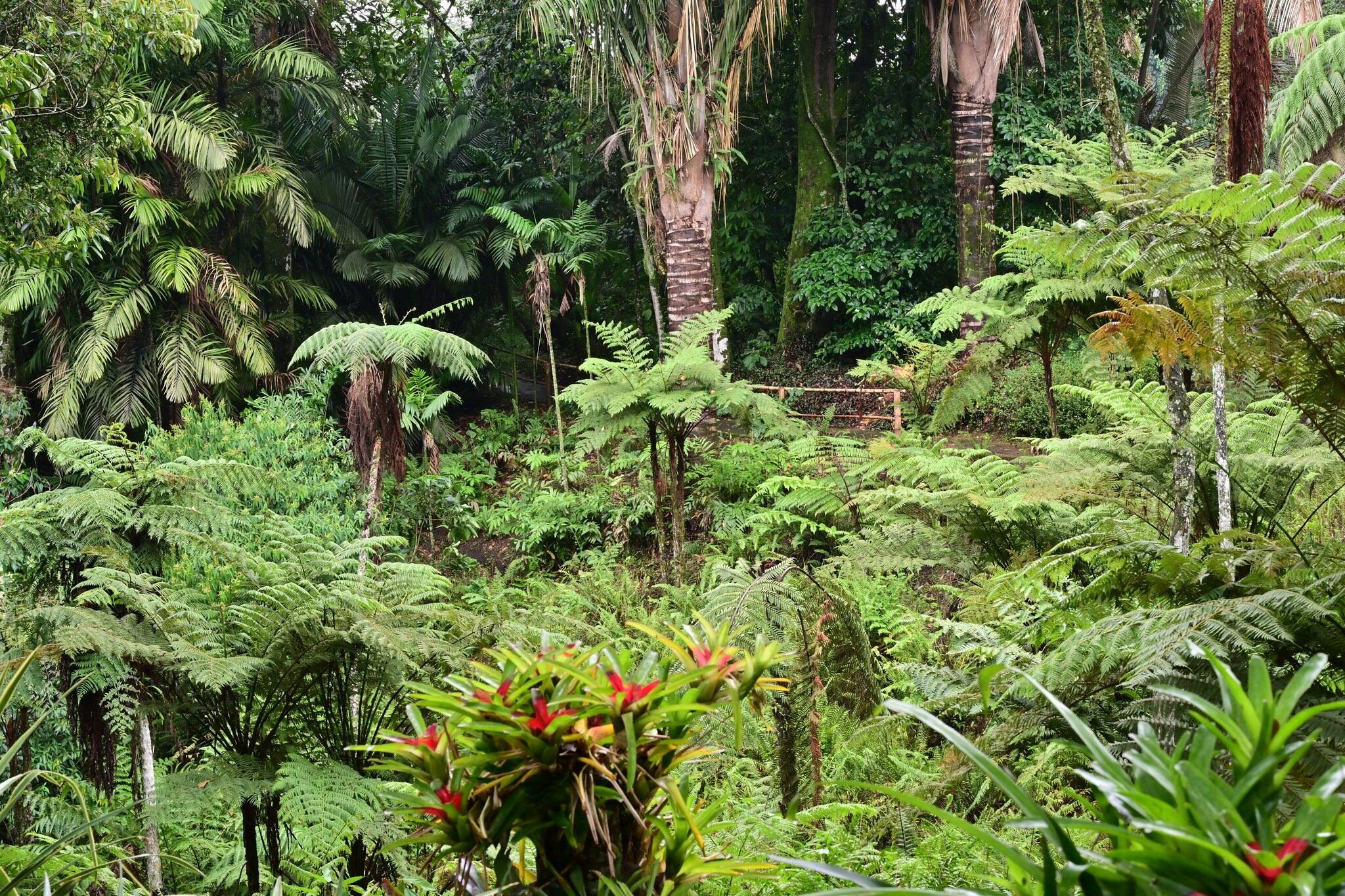 Jardín Botánico del Quindío
