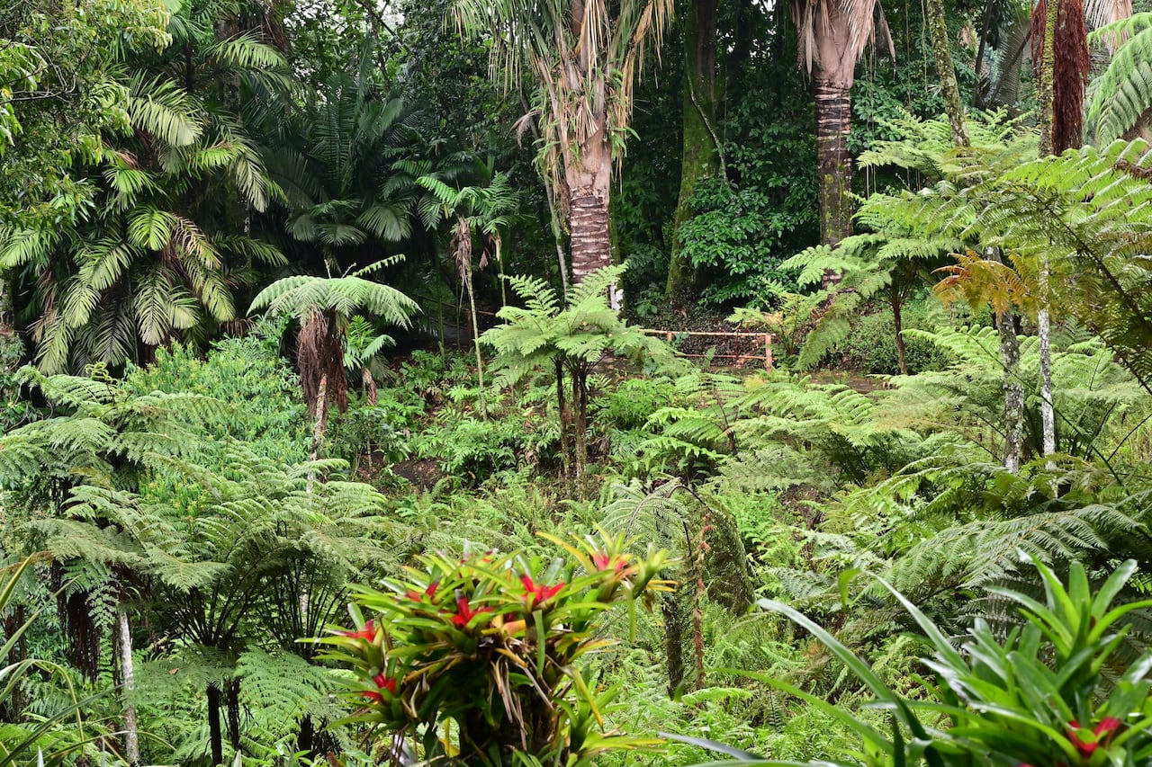Jardín Botánico del Quindío