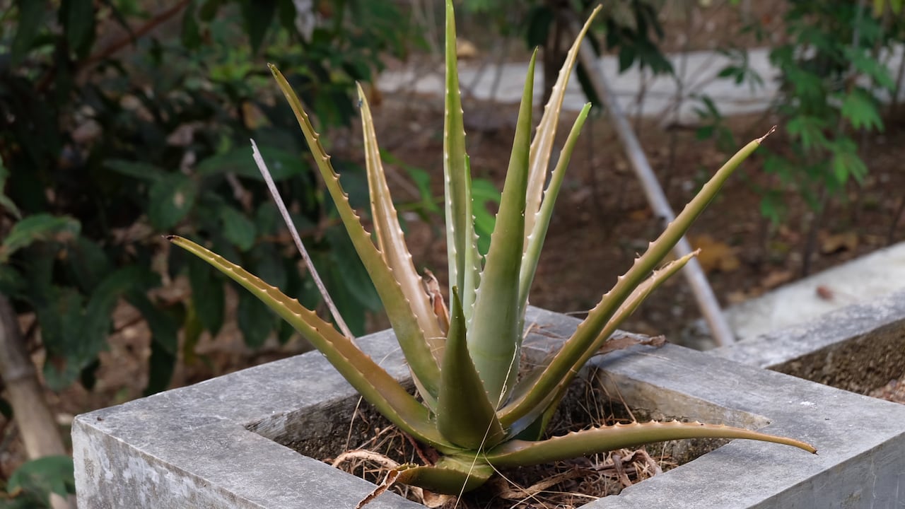 La planta de sábila puede marchitarse de un momento a otro y eso puede estar relacionado con temas energéticos.