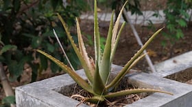 Planta de sábila