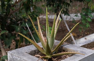 Planta de sábila