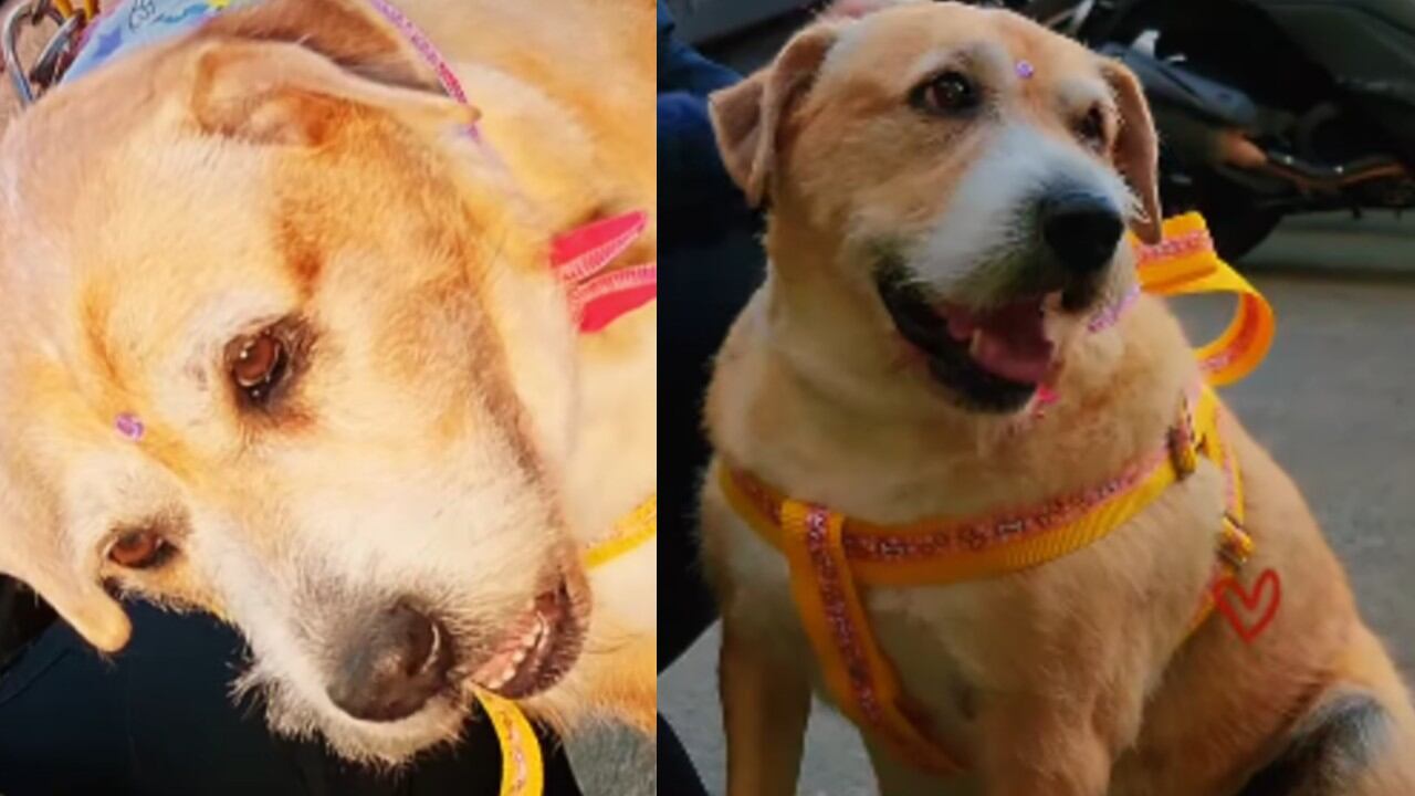 La ciudadanía también se ha sumado a esta iniciativa solidaria, brindando alimento y apoyo, reflejando sensibilidad y compromiso con la protección animal.