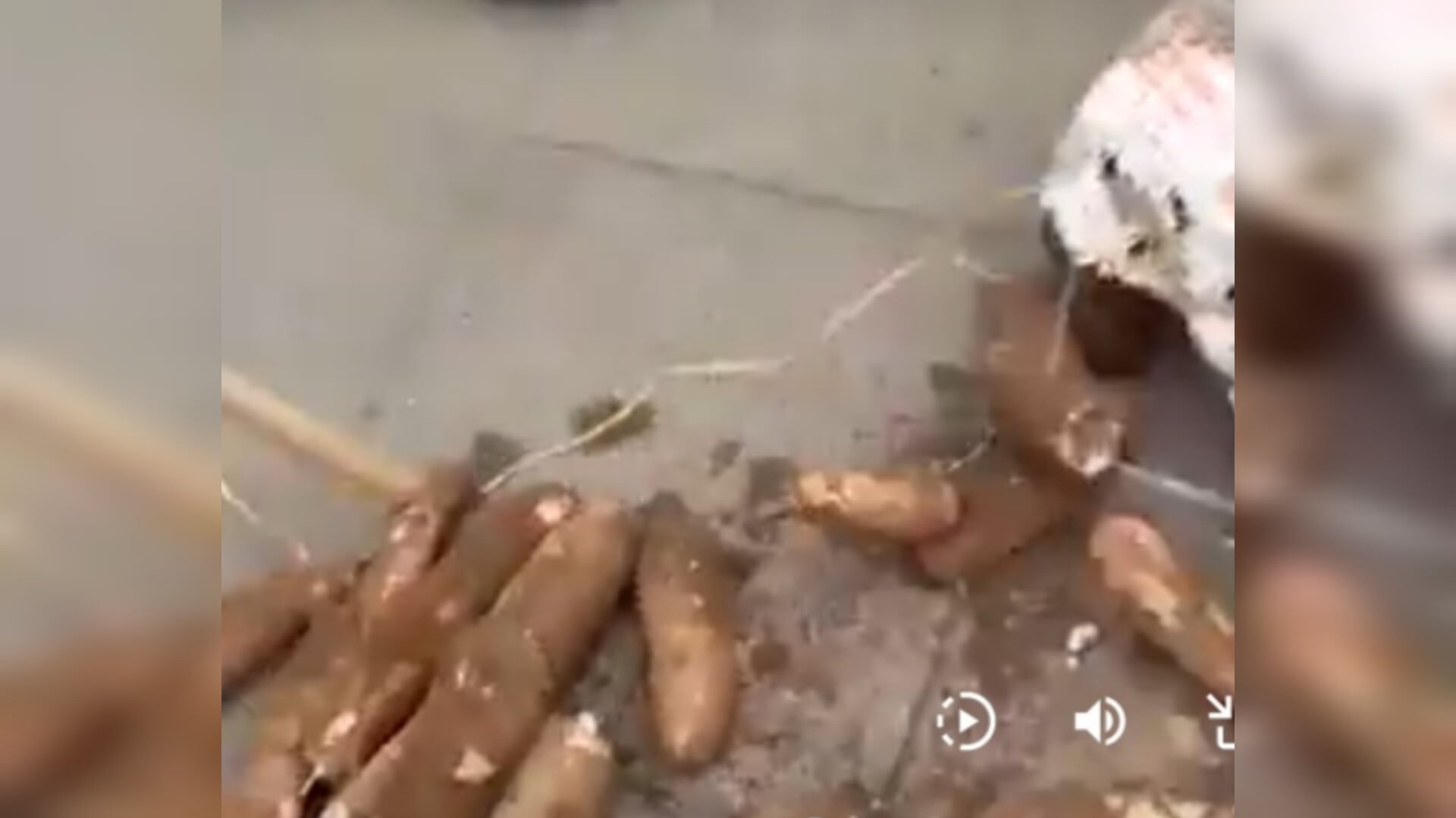 Campesino regala cosecha de yuca