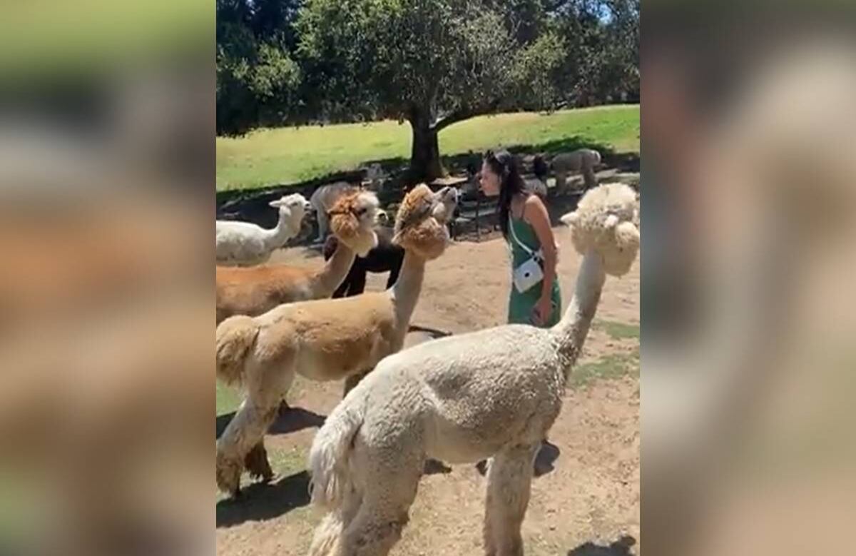Internautas critican a la mujer, advirtiendo que el comportamiento de la alpaca es habitual y que ella no debió acercarse tanto al animal.