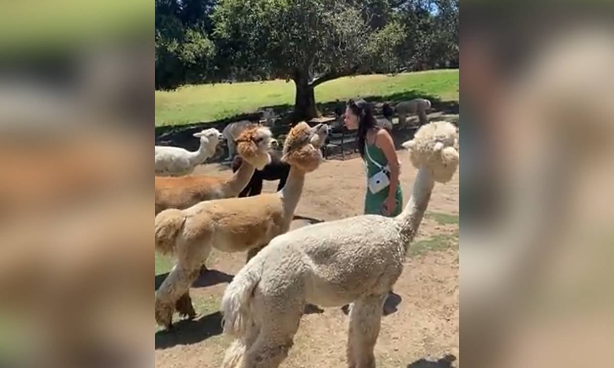 Internautas critican a la mujer, advirtiendo que el comportamiento de la alpaca es habitual y que ella no debió acercarse tanto al animal.
