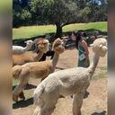 Internautas critican a la mujer, advirtiendo que el comportamiento de la alpaca es habitual y que ella no debió acercarse tanto al animal.