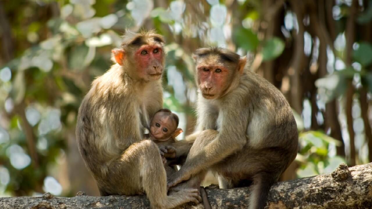 Se hicieron pruebas de ADN para determinar quién era el padre.