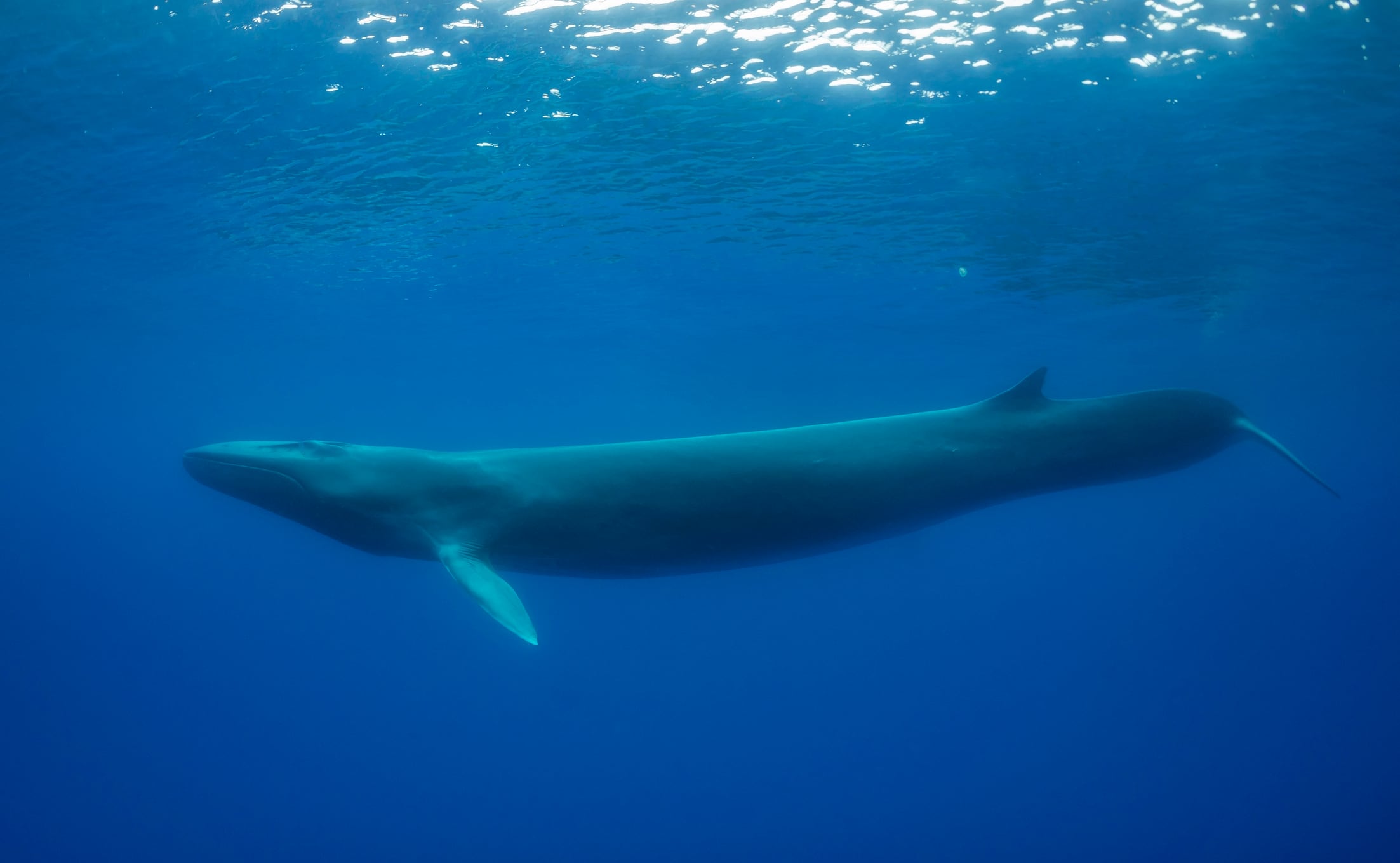 En esta imagen se puede apreciar el característico color negro del lado izquierdo de la mandíbula. Fue tomada en aguas frente a la isla de Pico, en las Azores, bajo un permiso especial emitido por el Gobierno Regional de las Azores
