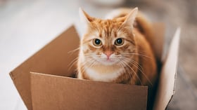 ¿Por qué los gatos prefieren jugar con cajas?
